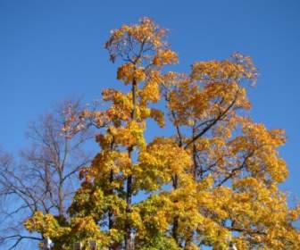 autumn tree sky