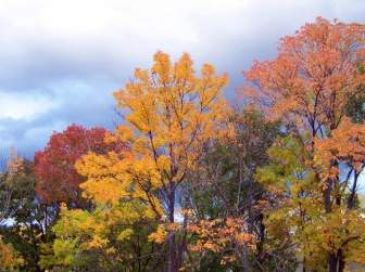 árvores De Outono