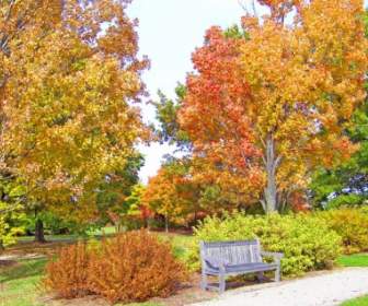 Autumn Trees And Bench In A Park