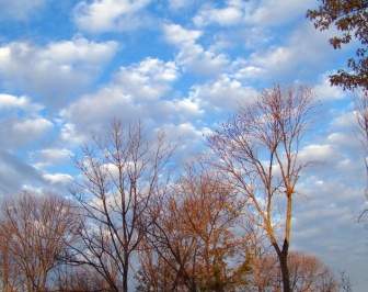 Herbstbäume Und Wolken