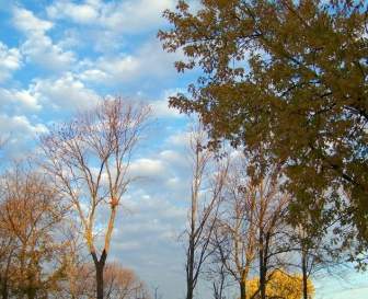 Autumn Trees And Clouds
