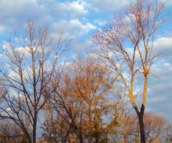 Herbstbäume Und Wolken