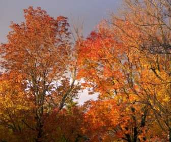 秋の木々 や脅迫的な雲