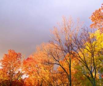 Herbstbäume Und Bedrohliche Wolken