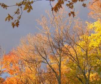 Herbstbäume Und Bedrohliche Wolken
