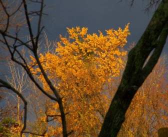 Nuvens Ameaçadoras E árvores De Outono