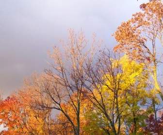 Nuvens Ameaçadoras E árvores De Outono