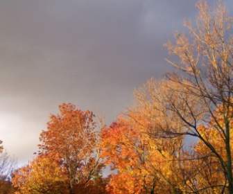 осенние деревья и угрожая облака