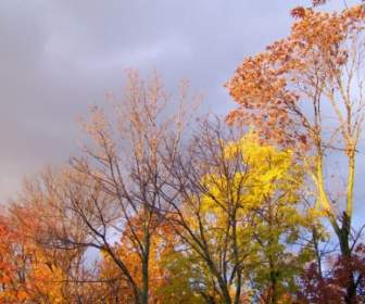秋の木々 や脅迫的な雲