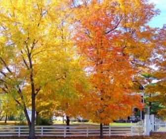 秋天的树木和白色的篱笆