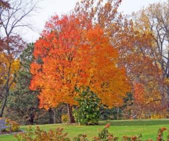 Arbres De L'automne Dans Un Parc