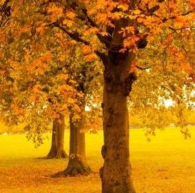 秋天的树木在公园