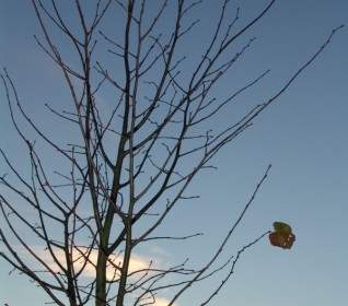 дерево осень-зима