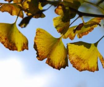 Осенние листья гинкго билоба осень