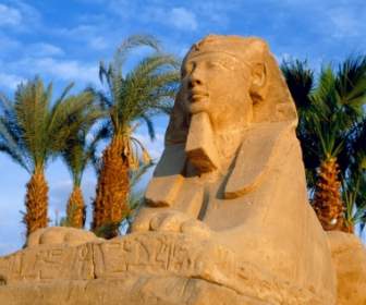 Viale Del Mondo Di Sfingi Sfondi Egitto