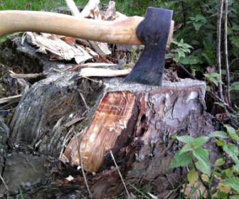 Ax Stump Wood