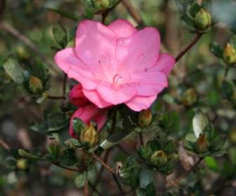 Azalea Pink Spring