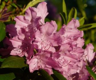 Fiori Di Rododendro Azalea