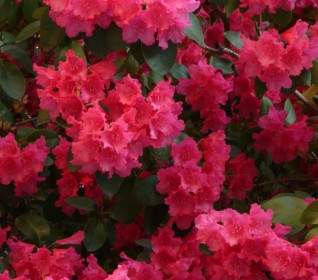 Fleurs De L'azalée Rhododendron