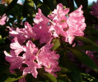 Flores De Rododendro Azalea