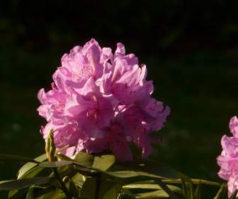 Fiori Di Rododendro Azalea