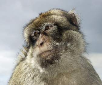 baboon monkey pet