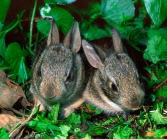 กระต่ายเด็ก Cottontail วอลล์เปเปอร์สัตว์สัตว์เด็ก