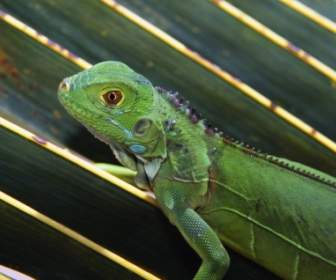 Bebé Iguana Verde Fondos Animales Crías