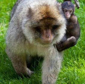Bayi Monyet Memegang Ibu