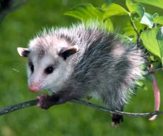 Em Bé Opossum Hình Nền động Vật động Vật Em Bé