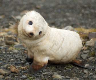 Baby Seal Wallpaper Seals Animals