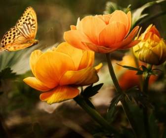 Fondo Con La Flor Y La Mariposa