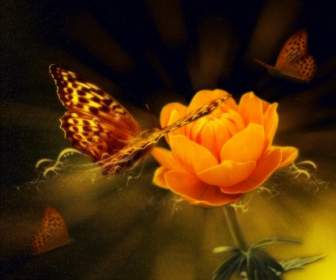 Hintergrund Mit Blume Und Schmetterling