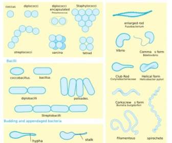Bakteri Morfologi Diagram Clip Art