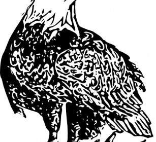 Águila Calva Clip Art