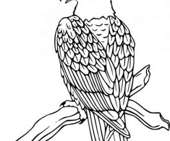 Águila Calva Clip Art