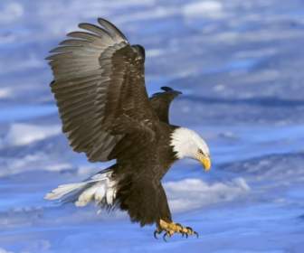 Bald Eagle In Volo Sfondi Uccelli Animali