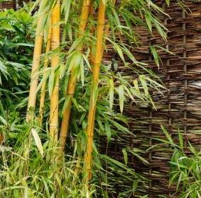 Bambu Di Taman