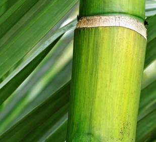 Gambar Closeup Bambu