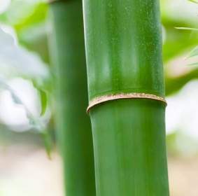 Detail Bambu