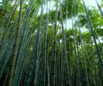 Bambu Hutan Bambu Hijau