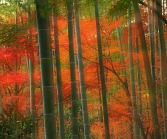 Mundo Do Bambu Floresta Papel De Parede Japão
