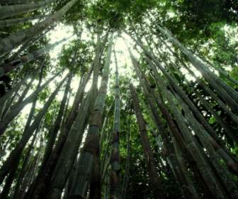 Bambu Hutan Wallpaper Pemandangan Alam