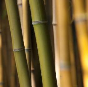 Bambu Rumput Hijau