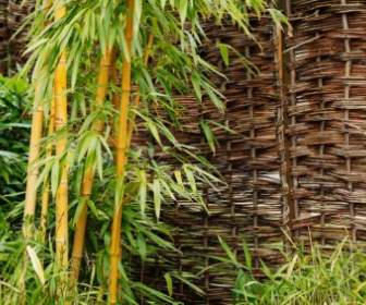 Tanaman Bambu Di Taman