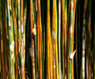 Hierba De La Planta De Bambú