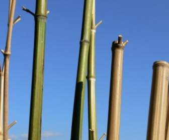 Bambus Himmel Cannes