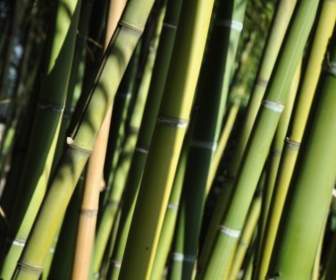 Bambus-Tessin-Brissago-Inseln