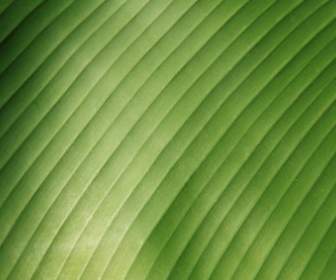 Banana Leaf Detail