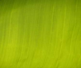 Banana Leaf Journal Green